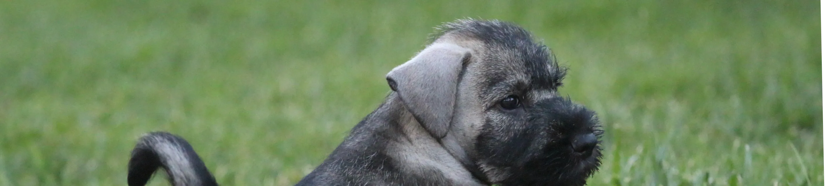 Frequently Asked Questions About Puppies