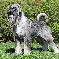 Schnauzer FAQ image