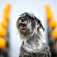 Schnauzer FAQ image