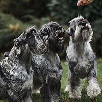 Schnauzer FAQ image