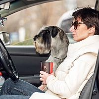 Schnauzer FAQ image