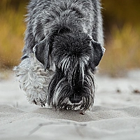 Schnauzer FAQ image