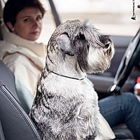 Schnauzer FAQ image