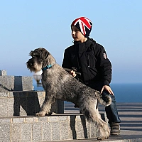 Schnauzer FAQ image