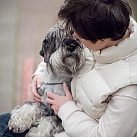 Schnauzer FAQ image