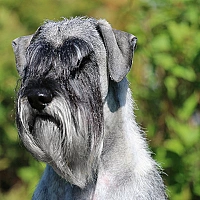 Schnauzer FAQ image