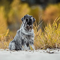 Schnauzer FAQ image