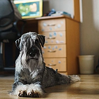 Schnauzer FAQ image