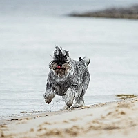 Schnauzer FAQ image