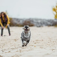 Schnauzer FAQ image
