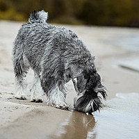 Schnauzer FAQ image