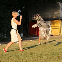Schnauzer FAQ image