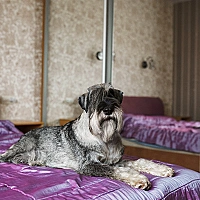 Schnauzer FAQ image