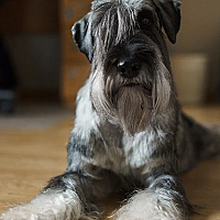 Schnauzer FAQ image