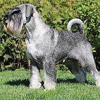 Schnauzer FAQ image