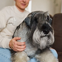 Schnauzer FAQ image