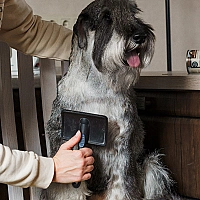 Schnauzer FAQ image