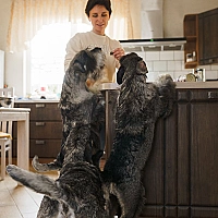 Schnauzer FAQ image