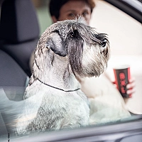 Schnauzer FAQ image
