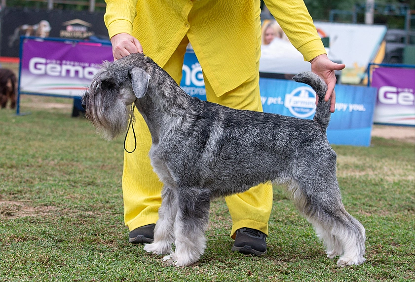 Dog image