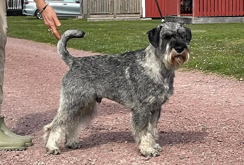 Dog image