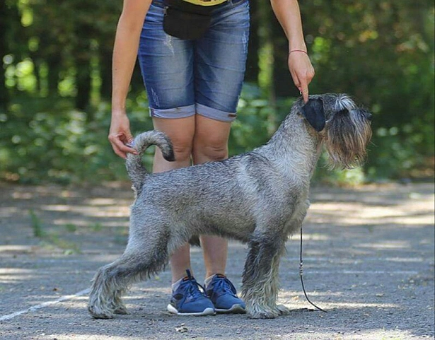 GREY OLEN VITER STEPIV