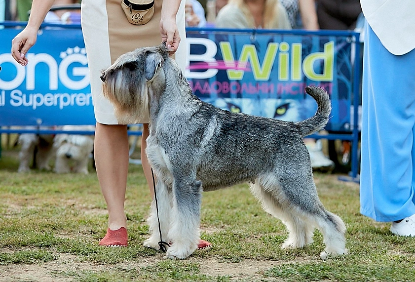 Dog image