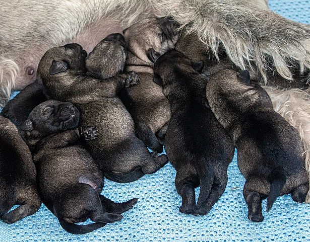 pictured at 7 days old